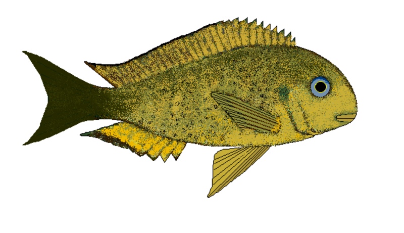 Tropheus sp. 'crescentic' Makobola